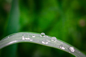 macro shot in feild