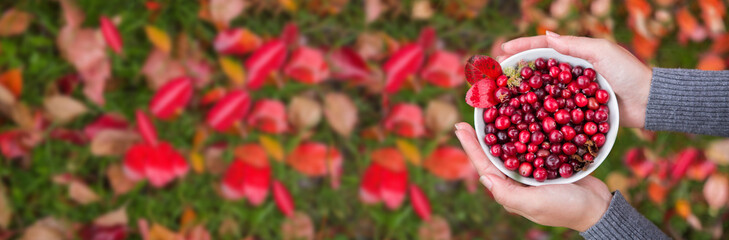 Female hands hold red cranberries on a background of autumn leaves. Harvesting, autumn.