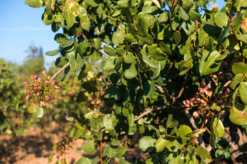 Pistachio tree branch