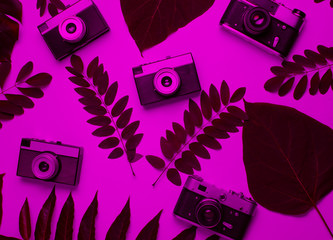 Retro style background of many retro cameras with green leaves in pink neon light. Top view