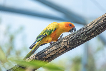 Zoo - Parrot