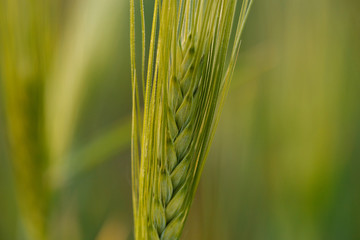 stalk of young green Wheat