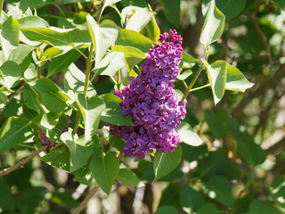 (Syringa vulgaris) Thyrses de Lilas commun ou lilas français aux fleurs roses foncé