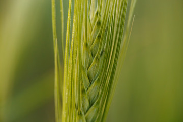 young Ear Wheat on green background
