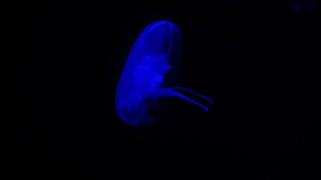 Beautiful jellyfish in blue light