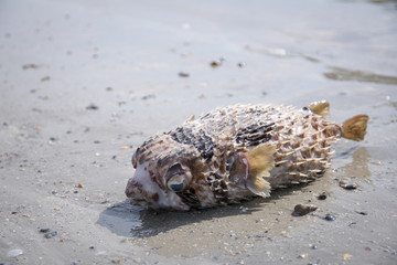 Isolated Porcupine fish also known as puffer fish washed up in Hat Chao Mai National Park, Sikao, Trang, Thailand