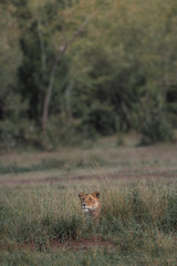 Wildlife photography or images of African Wild Lion in its natural habitat in Masai Mara, Kenya.