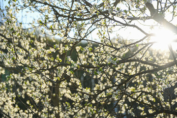 Fruit trees bloom in spring against a background of blue sky and other flowering trees. Close-up