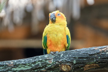 Zoo - Parrot