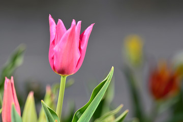 Spring flower in the garden close up