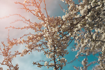 Horizontal banner with branches of the blossoming white flowers. On sunny blue sky background. Mock up template. Copy space for text