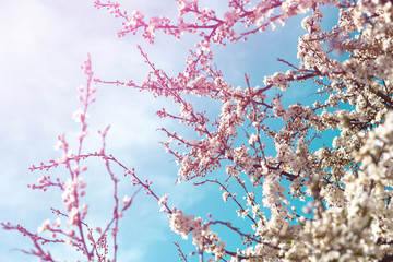 Cherry blossom in full bloom against blue sky. Spring background. Copy space. Soft focus