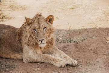Wildlife photography or images of African Wild Lion from Masai Mara, Kenya. Regular close up intense portrait of African Lion.
