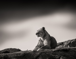 Wildlife photography or images of African Wild Lion from Masai Mara, Kenya.