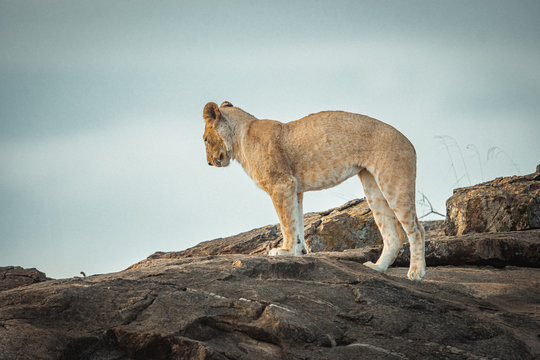 Wildlife photography or images of African Wild Lion from Masai Mara, Kenya.