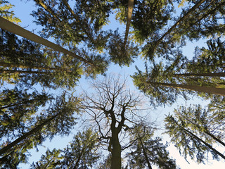 Obraz premium A view straight up from the ground to the treetops in the forest. Low angle shot. Tree crowns and blue sky. Beautiful symmetry in forest.