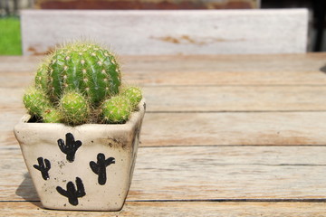 Discocactus cactus in white pot on pale wood table.