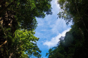 Beautiful blue sky in forest, looking up style.