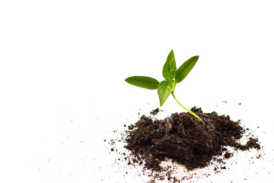 Close-Up Of Small Plant Growing. The Concept Of Environmental Stewardship And World Environment Day.