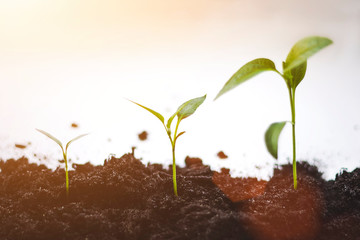 Young green nature sprouts in the soil is growing up. ecology and agriculture concept. Pumpkin...