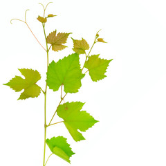 Branch of vine leaves isolated on white. Free space for text.
