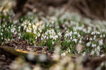 White snowdrops in the spring forest, the first flowers on the background of the earth