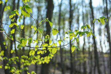 Spring forest at sunset. Young green leaves
