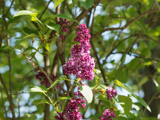 (Syringa vulgaris) Gros plan sur grappe de lilas commun ou lilas français à fleur rose carmin