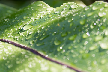 water drops on leaf in shiny day.