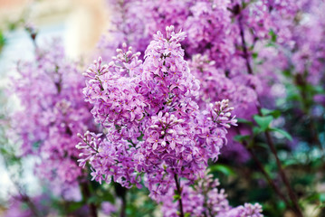 Branch with spring lilac flowers. Nature background.