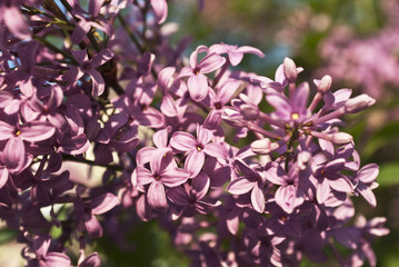 Branch with spring lilac flowers. Nature background.