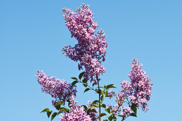 Branch with spring lilac flowers. Nature background.