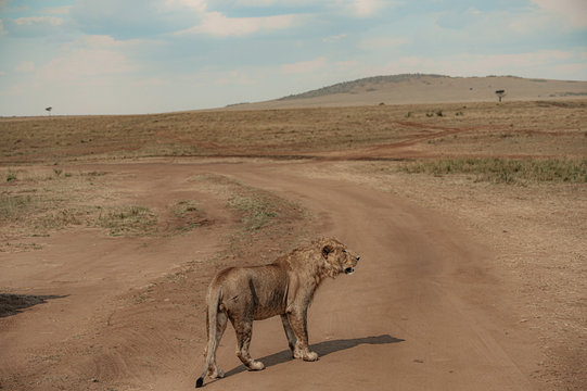Wildlife photography or images of African Wild Lion in its natural habitat in Masai Mara, Kenya.