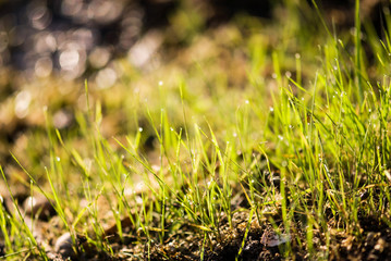 lose up of fresh morning dew on spring grass