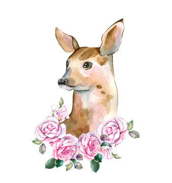 Watercolor Baby Deer Hand Painted Fawn Illustration isolated on white background.  Watercolor deer in flowers of roses

