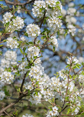 Blühende Birne, Pyrus, im Frühling