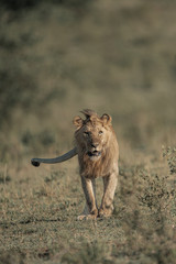 Wildlife photography or images of African Wild Lion from Masai Mara, Kenya. Regular close up intense portrait of African Lion.