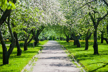 An alley of blooming Apple trees on a Sunny spring day, stretching into the distance