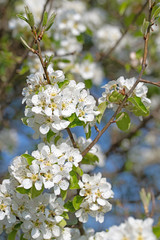 Blühende Birne, Pyrus, im Frühling