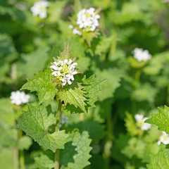 Blühende Knoblauchsrauke, Alliaria petiolata, im Frühling