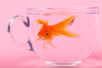 Gold fish inside a bowl cup on pink Background.