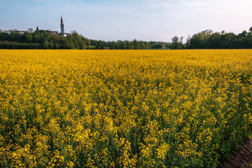 Fields of colza in front of an italian village
