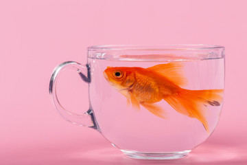 Naklejka na ściany i meble Gold fish inside a bowl cup on pink Background.