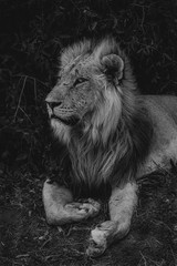Wildlife photography or image or portrait of African Wild Lion from Masai Mara, Kenya. African Lion or King is relaxing in the forest amidst green tree.