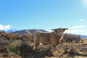 Highland Bull on a New Zealand farm. Backed by grassy fields and snow-capped mountains.