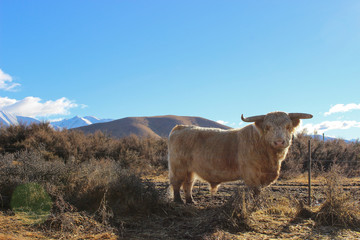 Highland Bull on a New Zealand farm. Backed by grassy fields and snow-capped mountains.