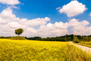 Spring in the fields of Italy