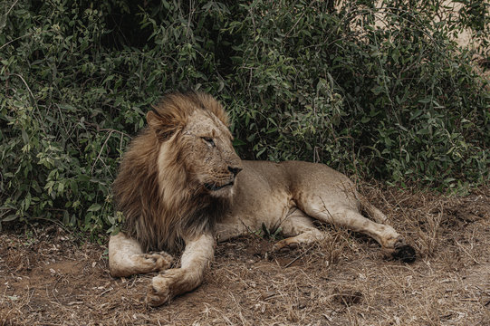 Wildlife photography or image or portrait of African Wild Lion from Masai Mara, Kenya. African Lion or King is relaxing in the forest amidst green tree.