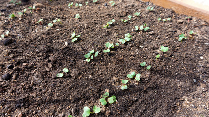 The first sprouts of radish and arugula on raised beds in open fertile soil in early spring. Photo of the beginning of the garden season with the first sprouts of vegetables with a copy space.