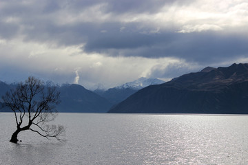 That Wanaka Tree, Otago, New Zealand. The tourism icon on Wanaka Lake.